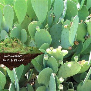 Prickly Pear Cactus 2 ea Spineless Opuntia Decorative Plant and Beauty Regimen